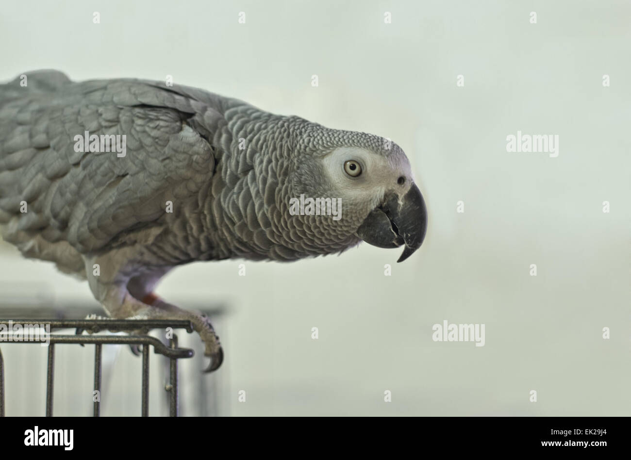 An African Grey Parrot sitting on top of his cage Stock Photo