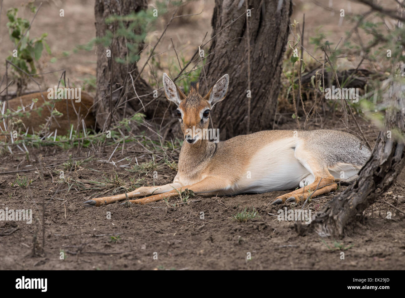 Uy qurilishi porno onlayn toplami