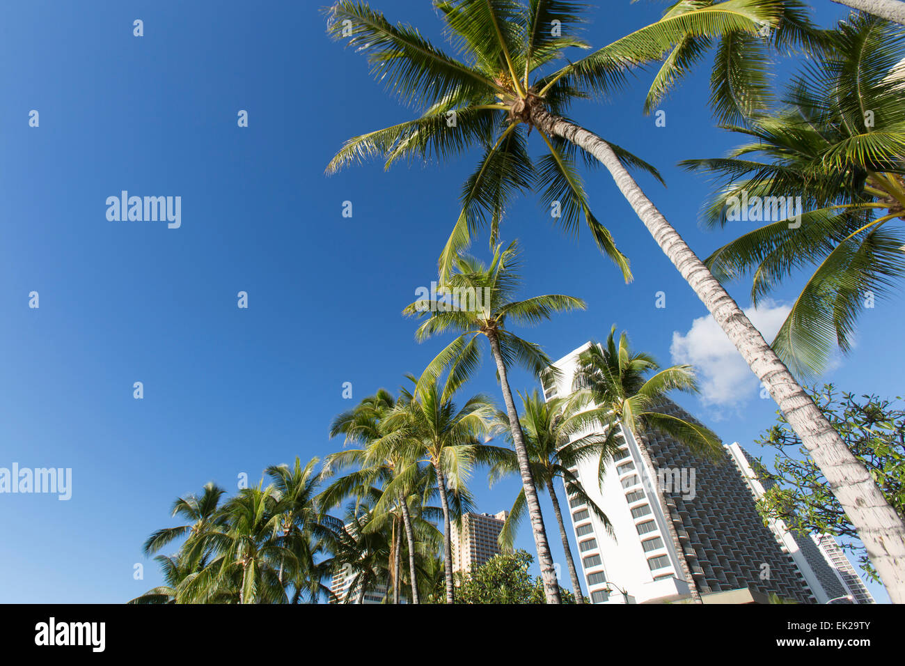 Waikiki beach palm trees hi-res stock photography and images - Alamy