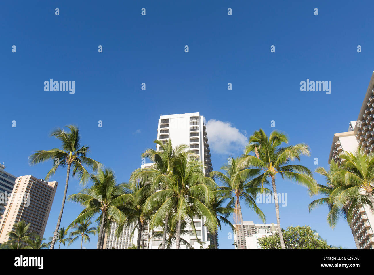 Waikiki beach palm trees hi-res stock photography and images - Alamy