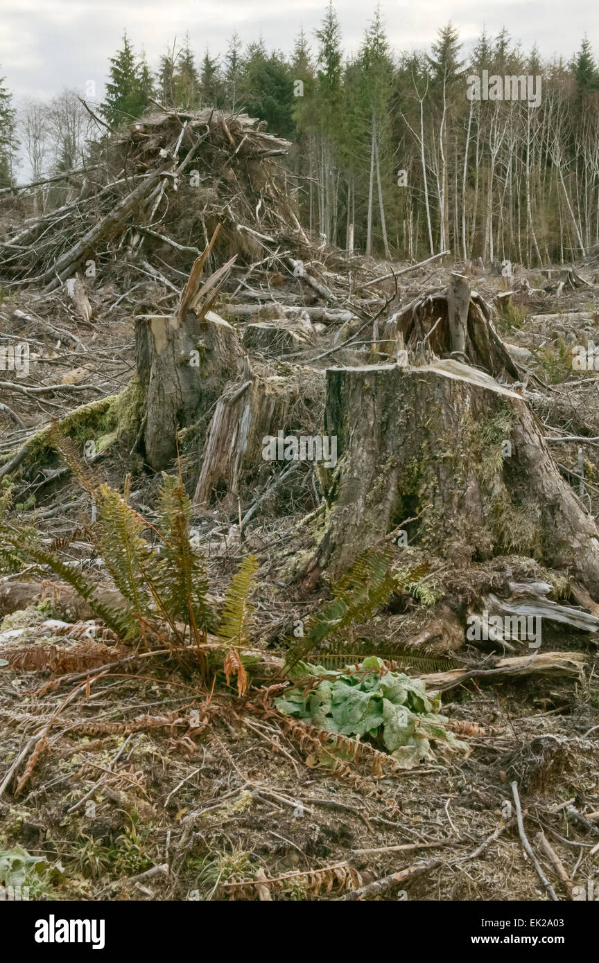 Clear-cut logging and piles of logging debris on the Olympic Peninsula in Washington, USA Stock Photo