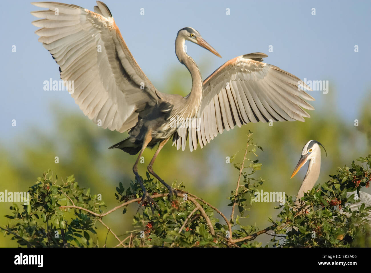 Great Blue Heron with wings outspread in Venice Audubon Rookery, Venice, Florida, USA Stock Photo