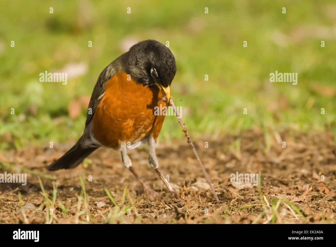 robin eating worms in dirt