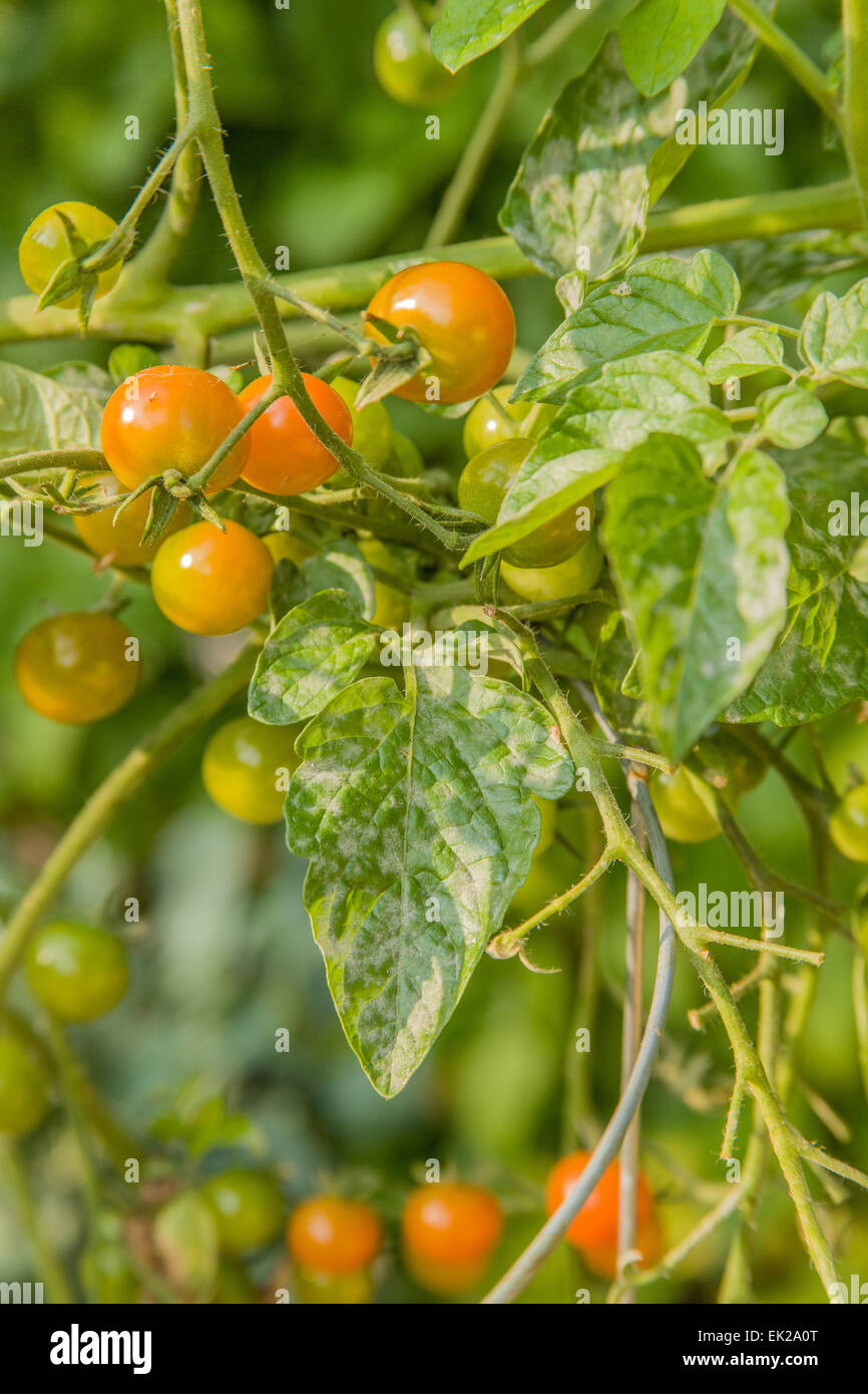 powdery-mildew-disease-on-gold-nugget-cherry-tomatoes-in-issaquah
