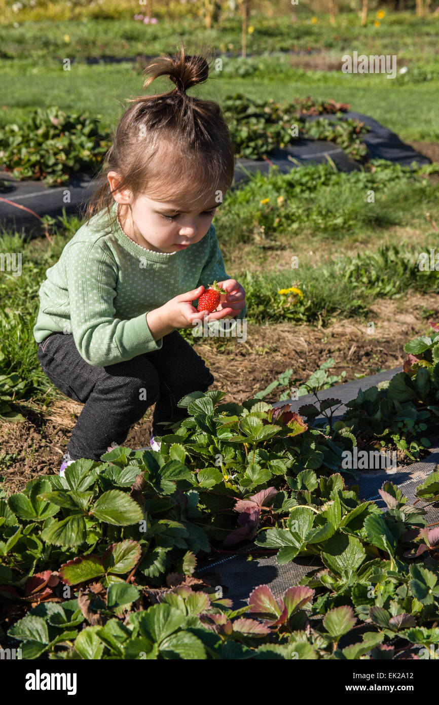 Toddler girl enjoying the novelty of picking a fresh strawberry to eat at The Gorge White House Fruit Stand near Hood River, OR Stock Photo