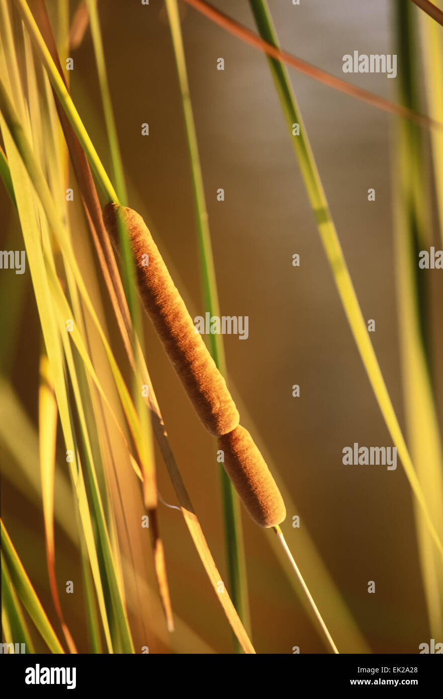 Broad-leaved Cattails (Typha latifolia) with fruit at sunset in Almaden Reservoir in San Jose, California, USA Stock Photo
