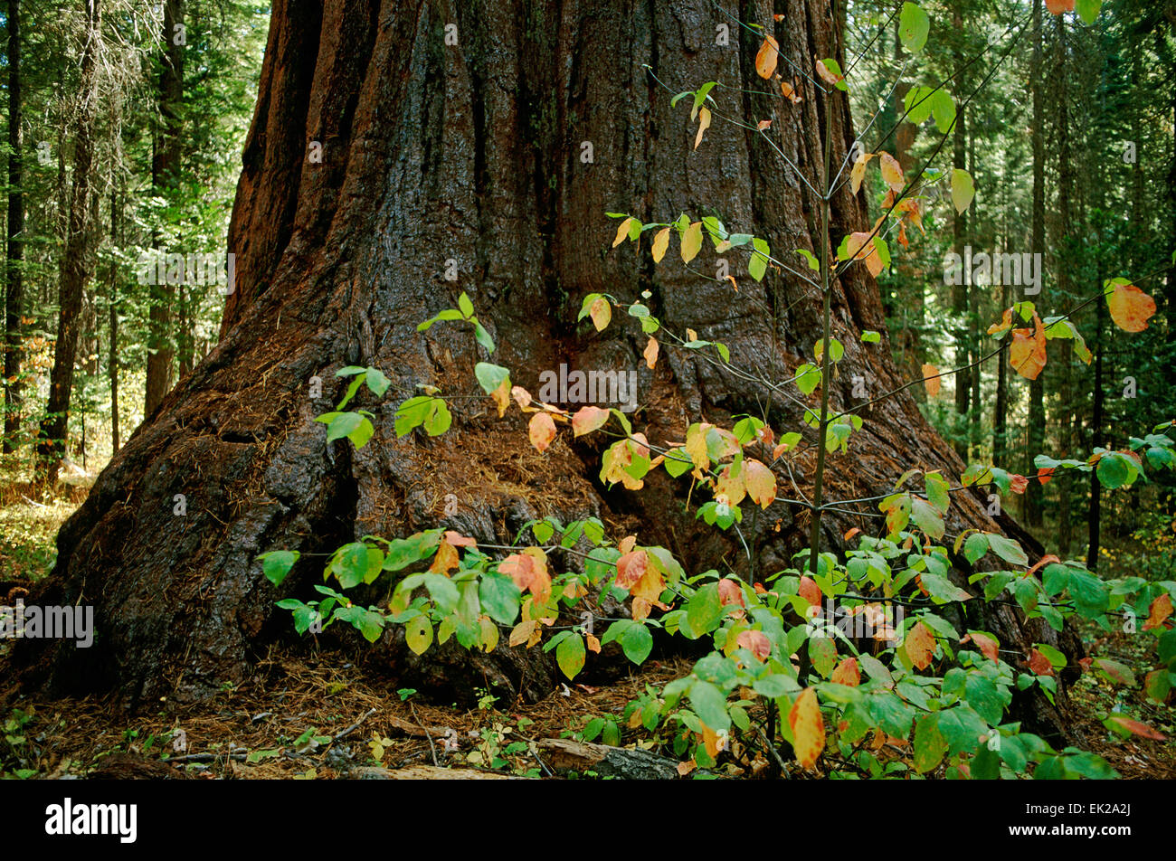 Large Giant Sequoia (Sequoiadendron giganteum) and small Pacific Dogwood (Cornus nuttallii) trees in Dorrington, California Stock Photo