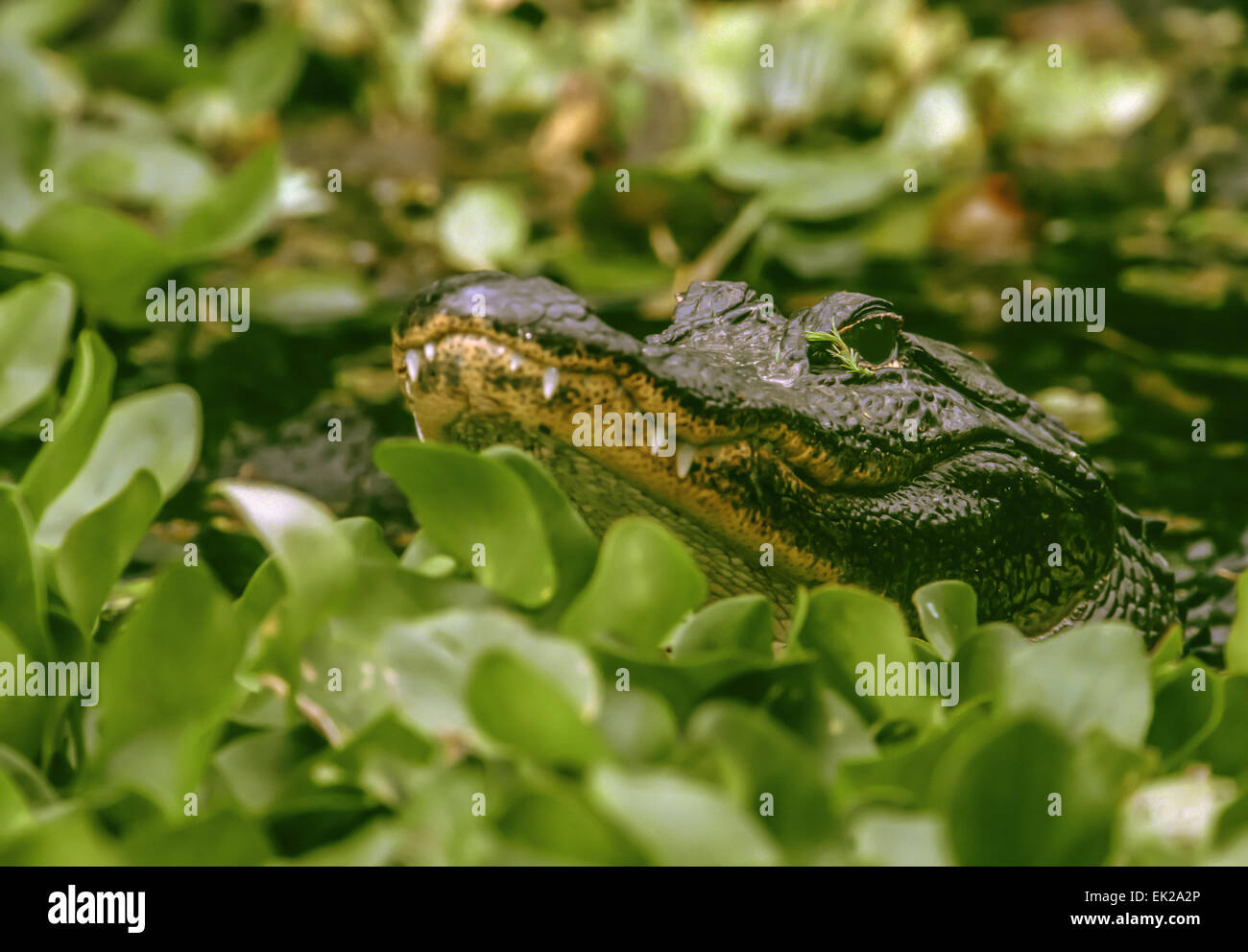 American Alligator or Pike-headed alligator (Alligator mississippiensis) lurking in lettuce pond in Corkscrew Swamp Sanctuary Stock Photo