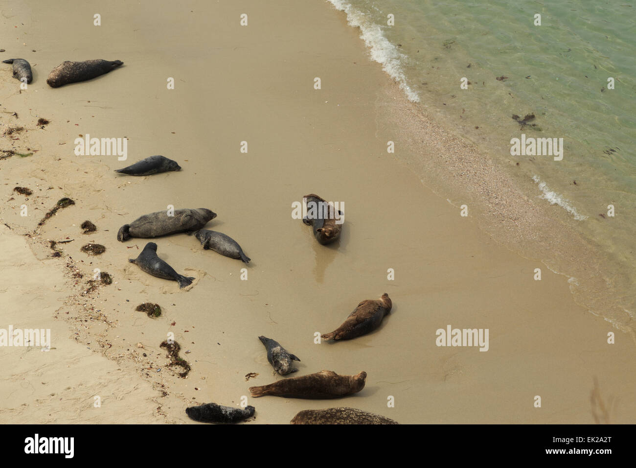 A photograph of some sea lions at La Jolla Children's Pool, San Diego