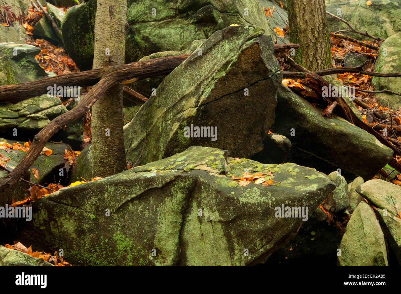 Rock outcrop, Collis P Huntington State Park, Connecticut Stock Photo