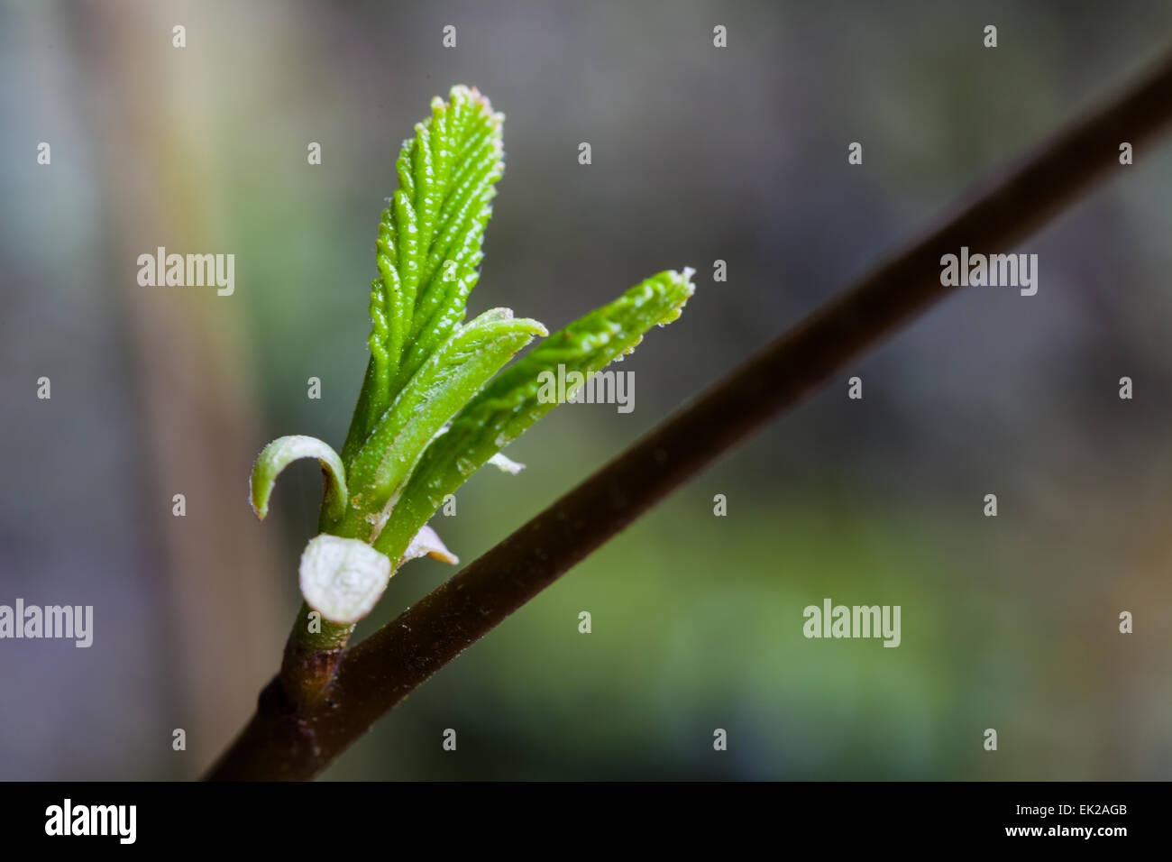 New leaves emerging from a tree bud in springtime Stock Photo Alamy