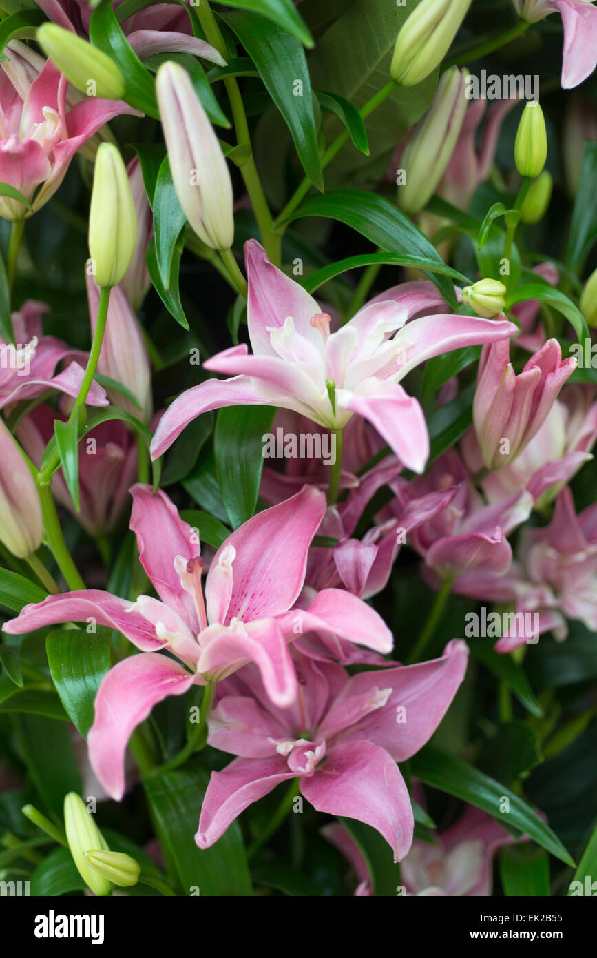 Lily Candy Blossom Stock Photo