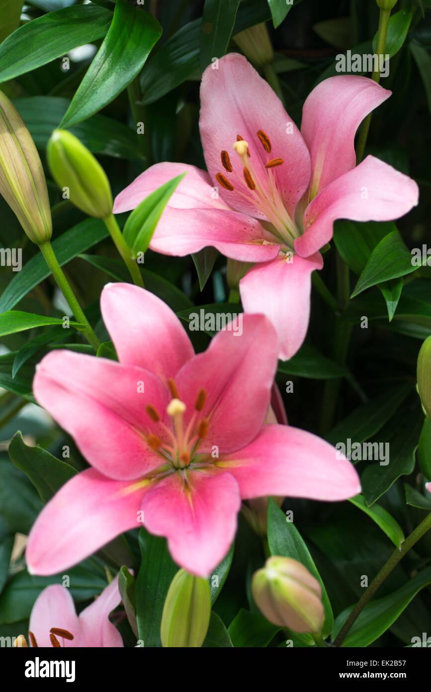 Lily Purple Eye Stock Photo Alamy