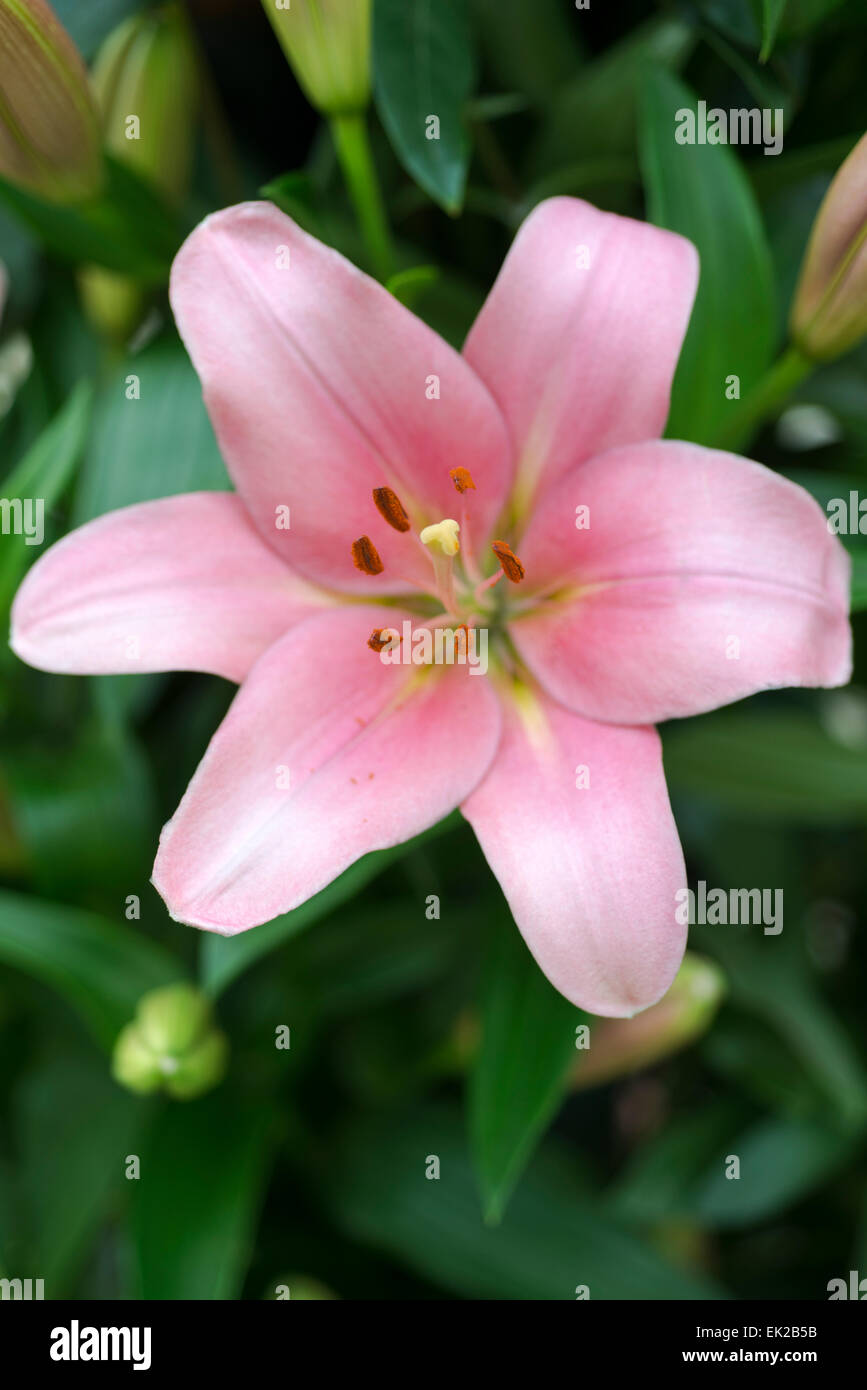 Lily Purple Eye Stock Photo Alamy