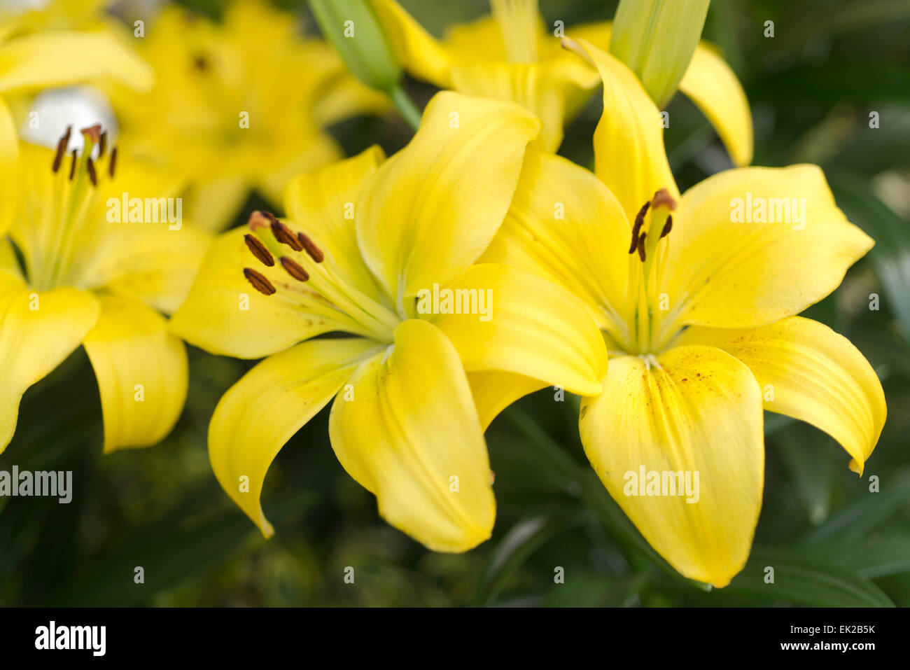 Lily Classic Joy Stock Photo Alamy