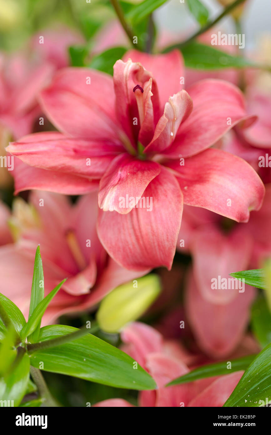 Lily Pink Blossom Stock Photo