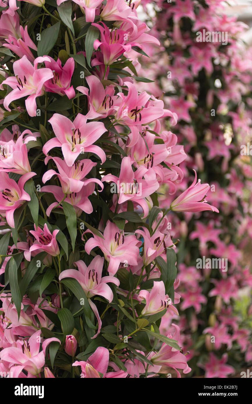 Lily Pink Palace Stock Photo Alamy Lily Pink Palace Stock Photo Alamy
