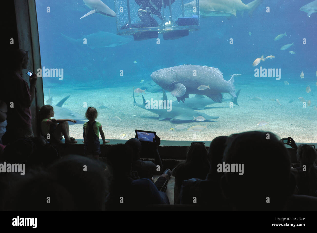 Group of adults and children watching diver feed sharks and Brindle Bass at uShaka Marine World aquarium, Durban, South Africa Stock Photo