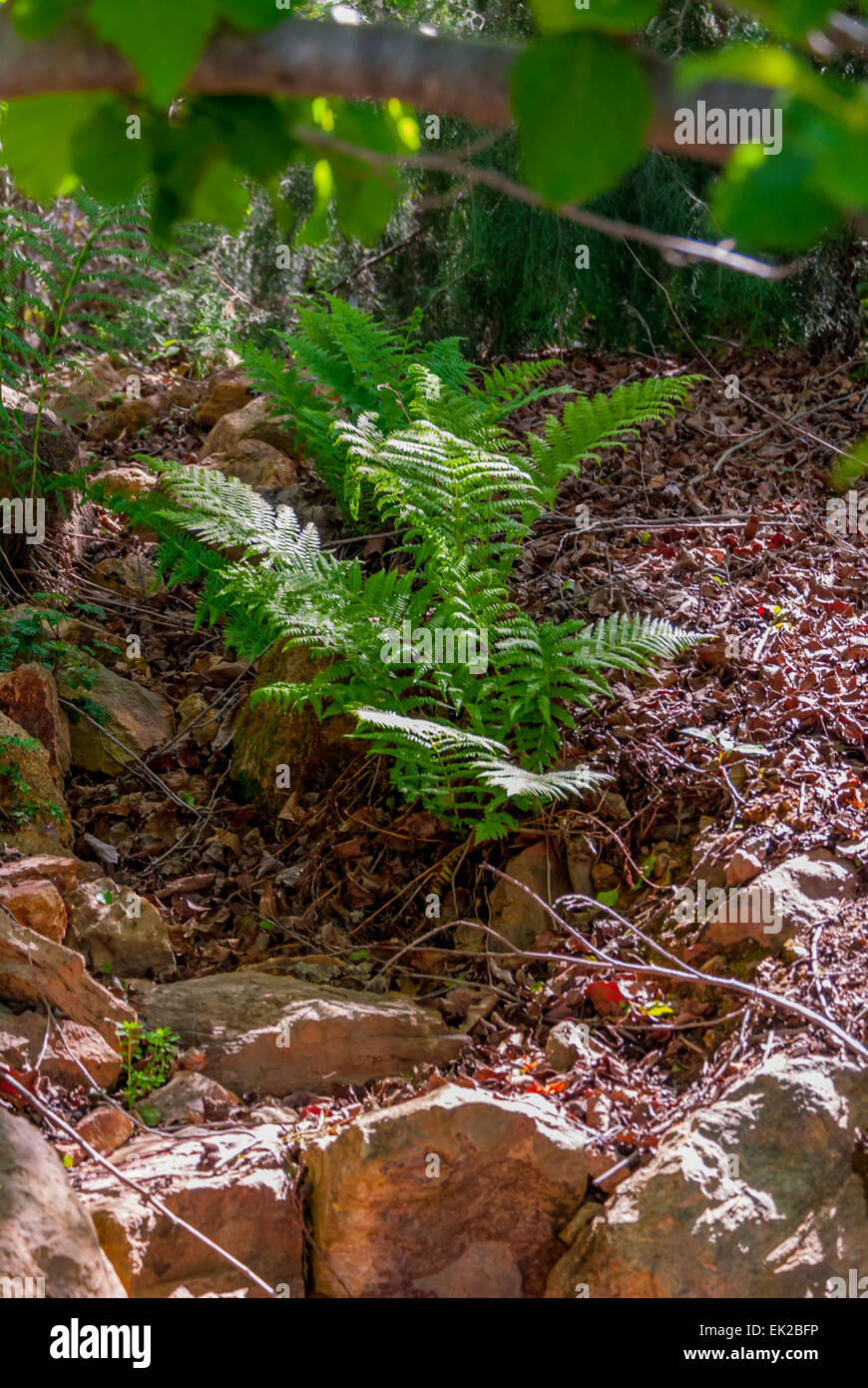 portrait-of-a-fern-growing-in-nature-stock-photo-alamy