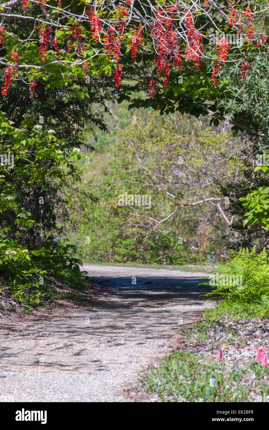 Gravel path on Nature walk. Stock Photo