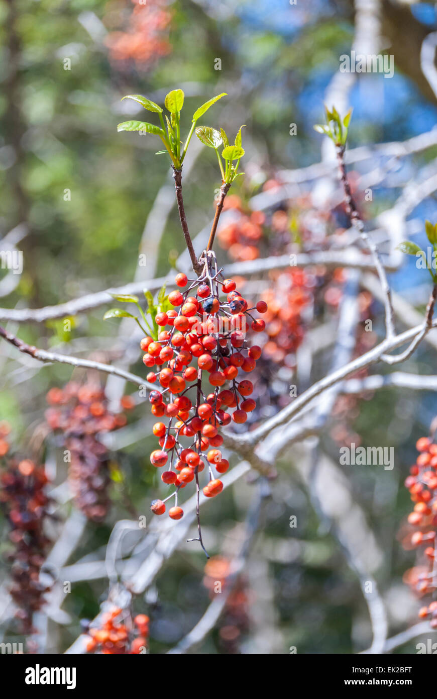 Close up of orange berries of the Idesia polycarpa Tree. Stock Photo