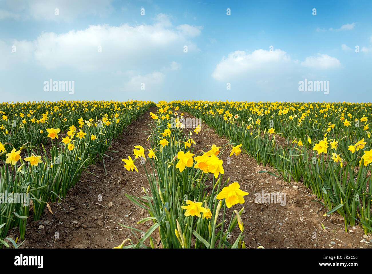 Fields of daffodils hires stock photography and images Alamy