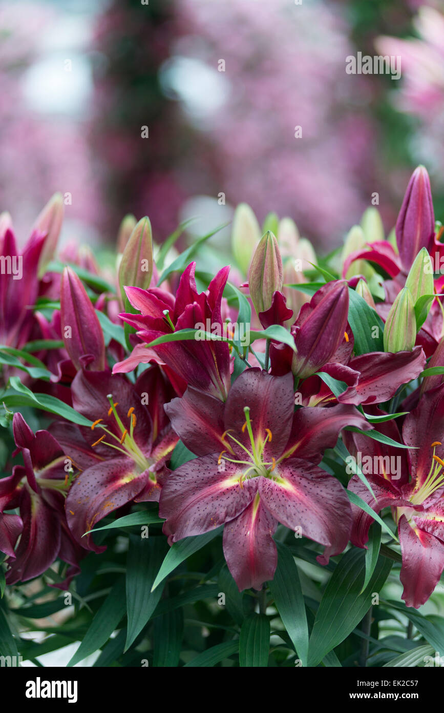 Lily Commitment Stock Photo