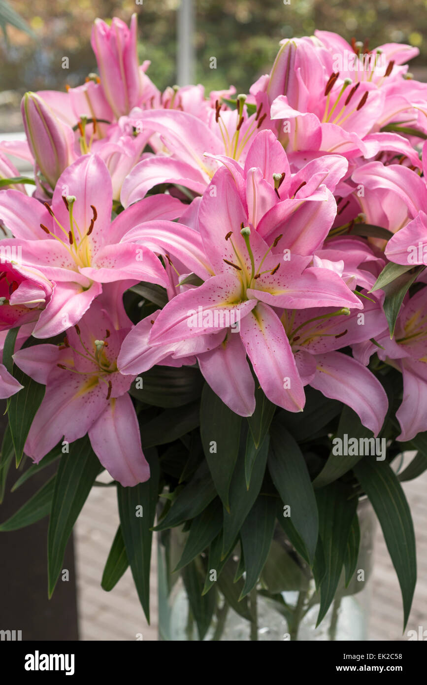 Lily Pink Bouquet Stock Photo