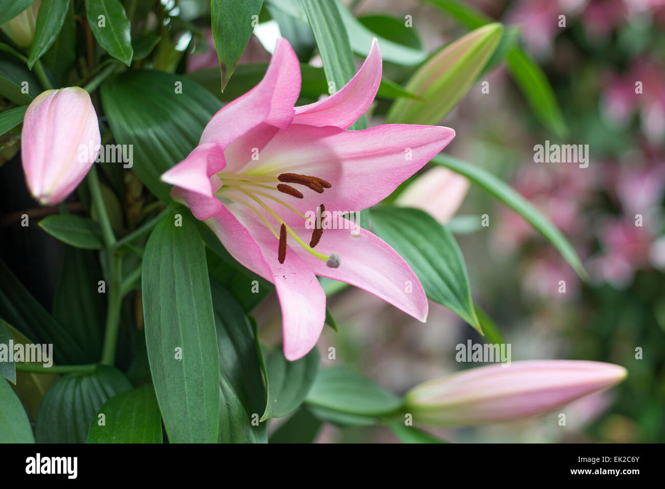 Lily Pink Mist Stock Photo - Alamy