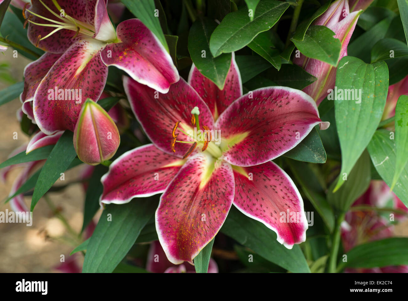 Lily Deep Impact Stock Photo - Alamy