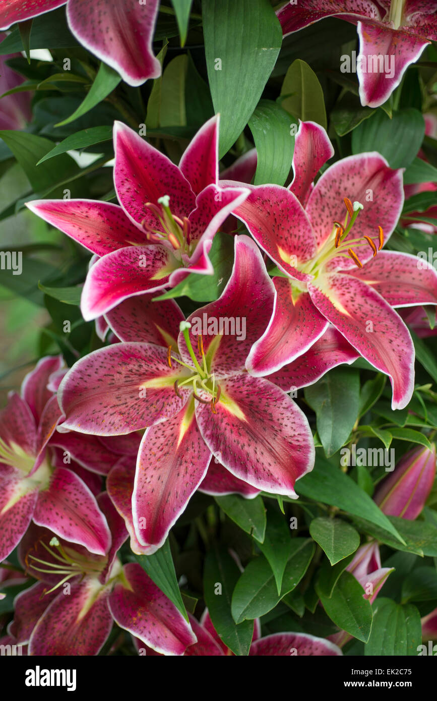Lily deep impact hi-res stock photography and images - Alamy
