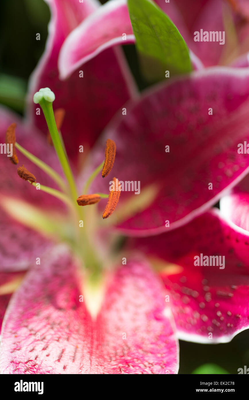 Lily Deep Impact Stock Photo