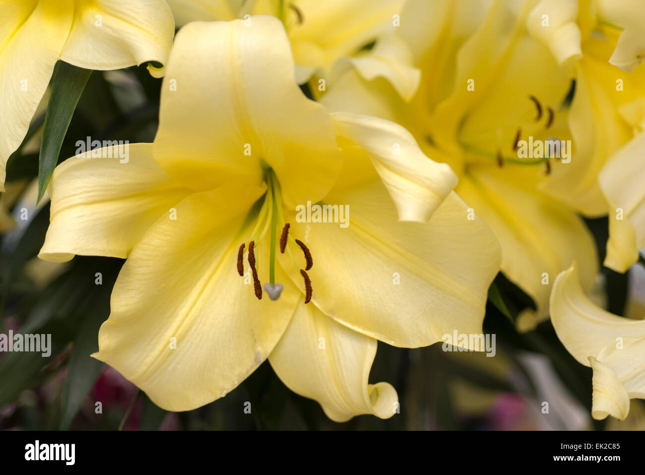 Lily Big Brother Stock Photo - Alamy