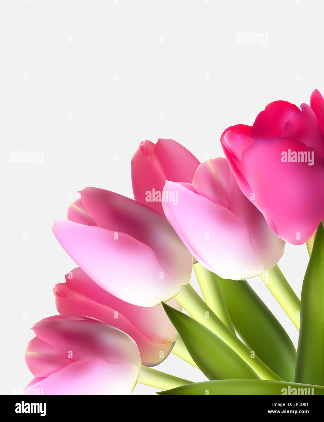 Beautiful Pink Realistic Tulip Background Vector Illustration EP Stock