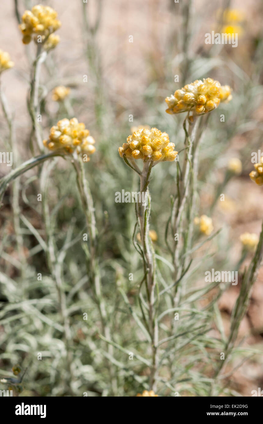 Flowers of Helichrysum stoechas. Photo taken in Guadarrama Mountains, La Pedriza, Madrid, Spain Stock Photo