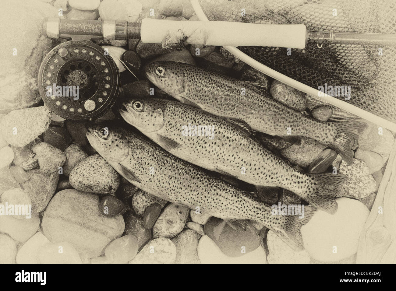 Three wild trout with fishing fly reel, landing net and assorted flies on  wet river bed stones with vintage concept Stock Photo - Alamy