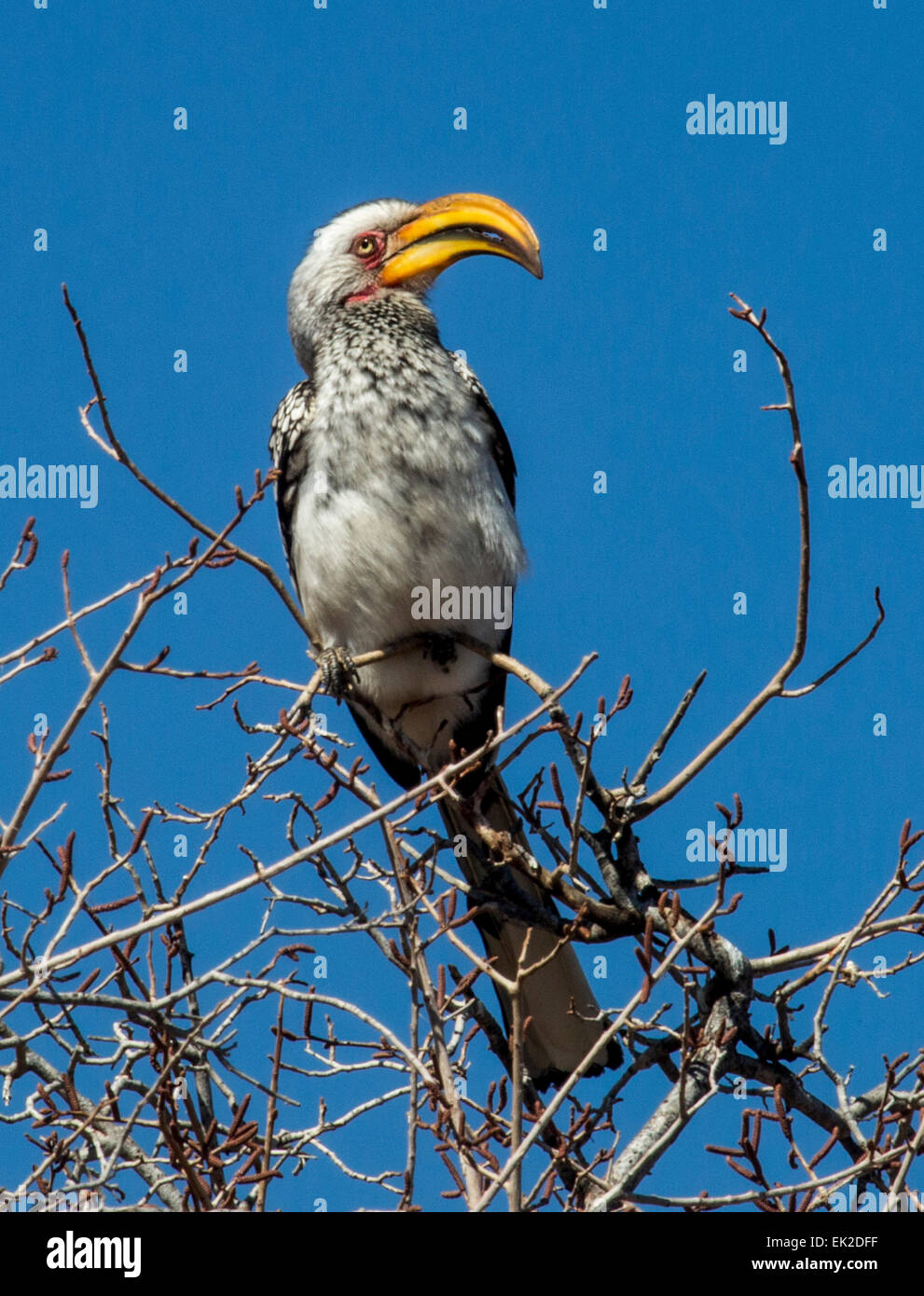 Yellowbilled Hornbill (Tockus flavirostris) perched in thorn tree in Pilanesberg National Park, South Africa Stock Photo