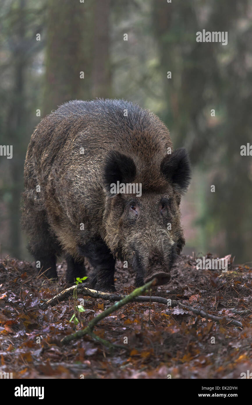 Wild boar, tusker in forest / Sus scrofa Stock Photo