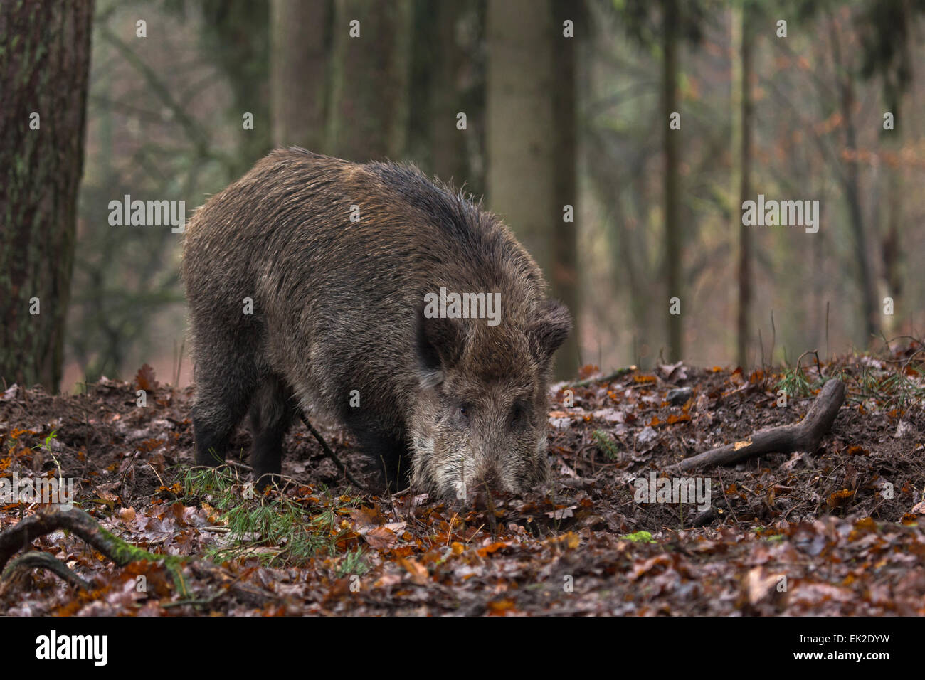 Wild boar, tusker in forest / Sus scrofa Stock Photo