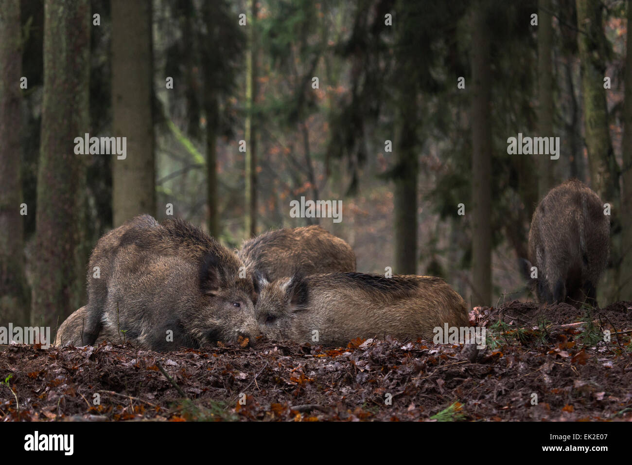 Wild boars, herd of wild boar in the forest / Sus scrofa Stock Photo