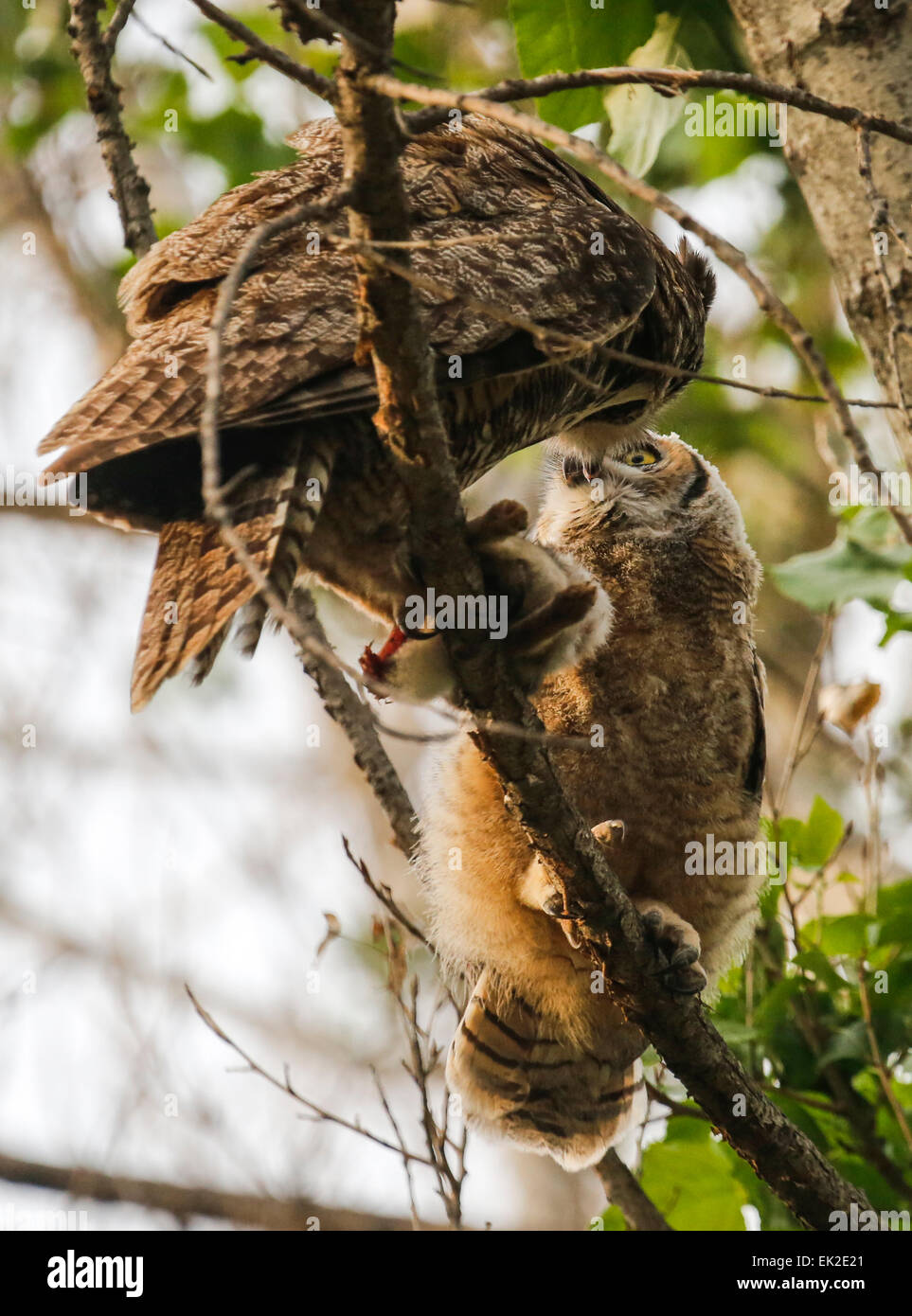 Mother Great Horned owl feeding a rabbit to her newly fledged owlet