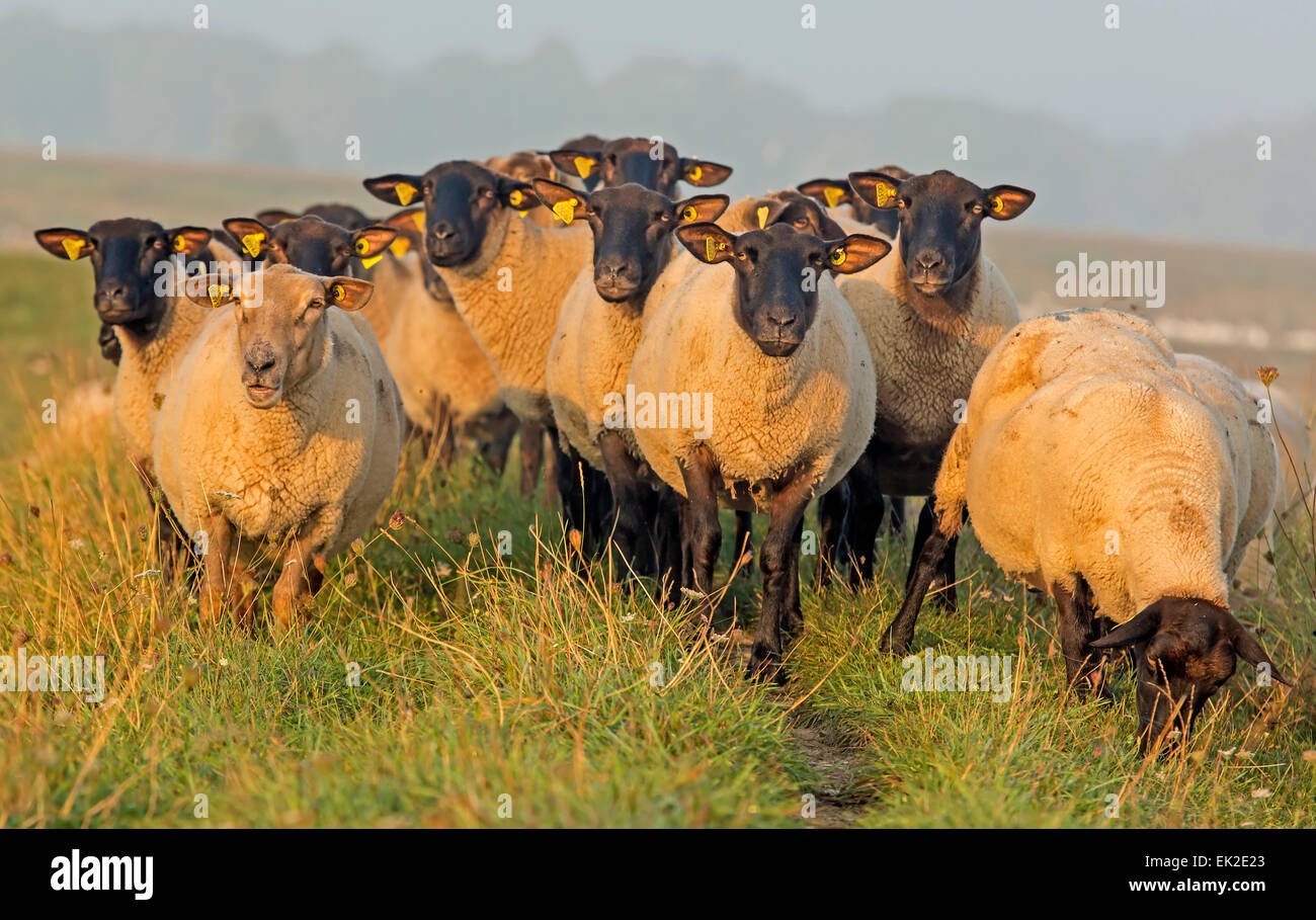 Domestic sheep / Ovis orientalis aries Stock Photo
