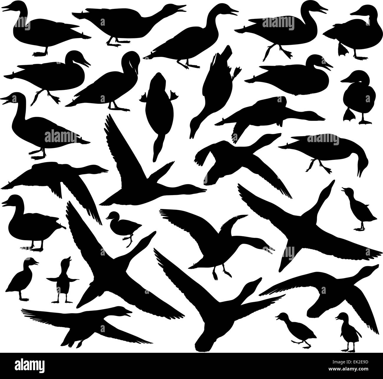 Set of EPS8 editable vector silhouettes of ducks and ducklings standing, walking, swimming, diving and flying Stock Vector