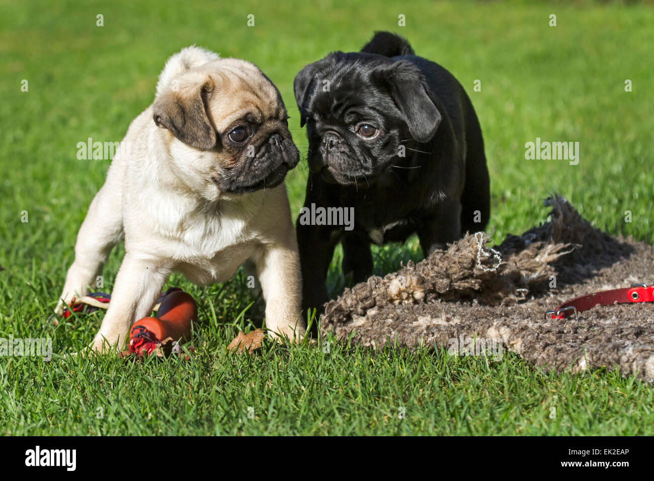 Two young pugs looking at each other Stock Photo