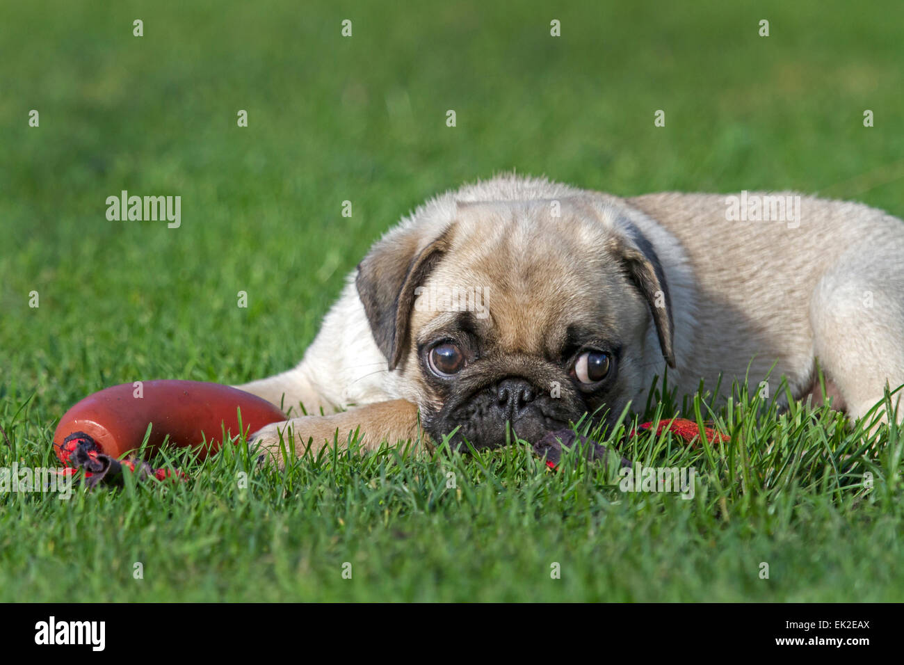 Young pug with toy Stock Photo