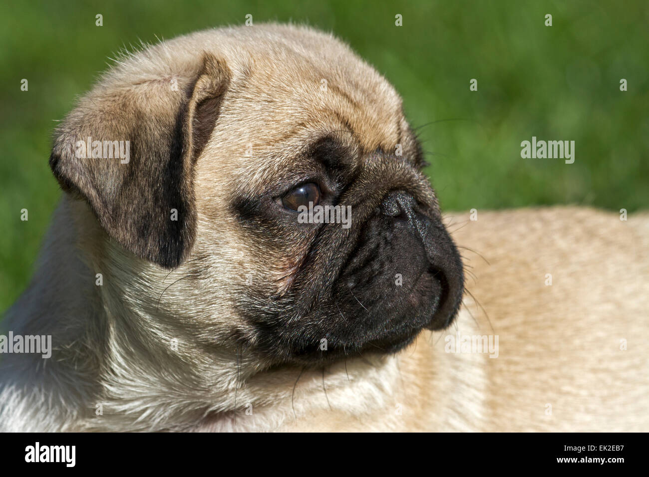Portrait of a young pug Stock Photo