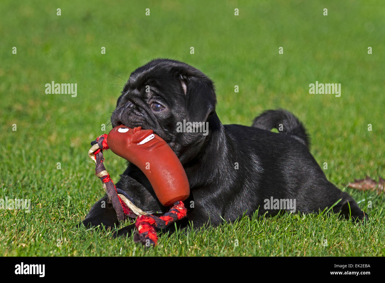 Black young pug with toy Stock Photo