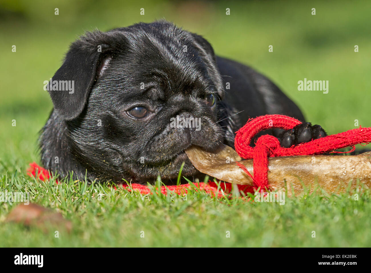 Young pug with a bone Stock Photo