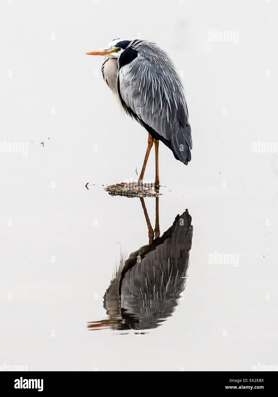 African herons hires stock photography and images Alamy