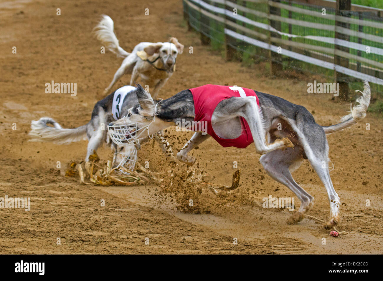 Greyhound racing, Hamburg, Germany Stock Photo - Alamy